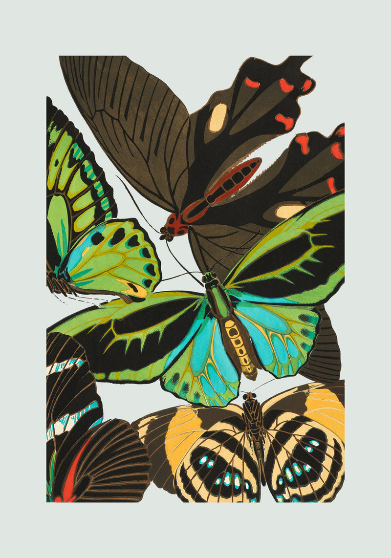Papillon VI. Mini Print