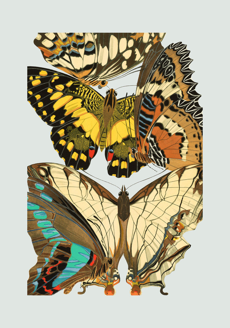 Papillon IX. Mini Print