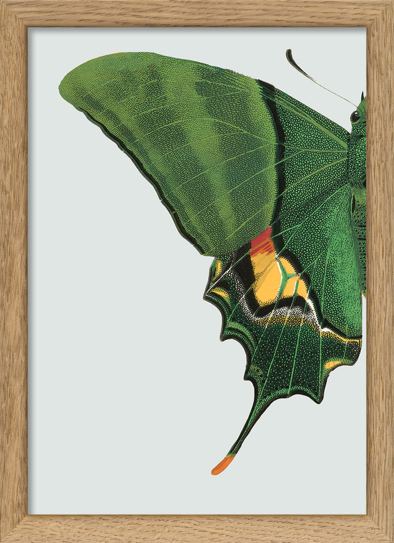 Green Butterfly Left. Mini Print
