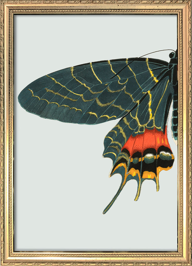 Blue and Orange Butterfly Left. Mini Print