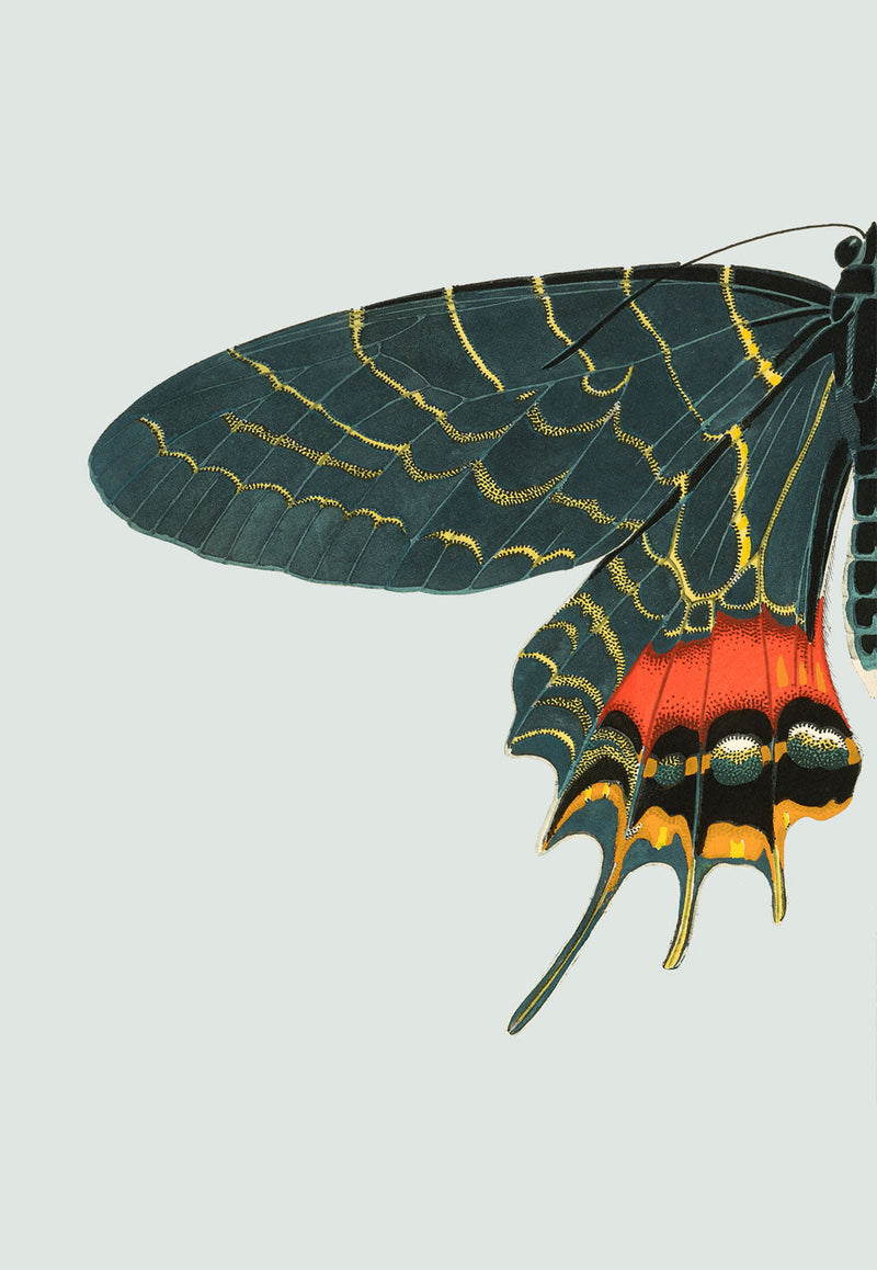 Blue and Orange Butterfly Left. Mini Print