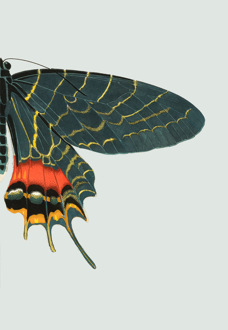 Blue and Orange Butterfly Right. Mini Print