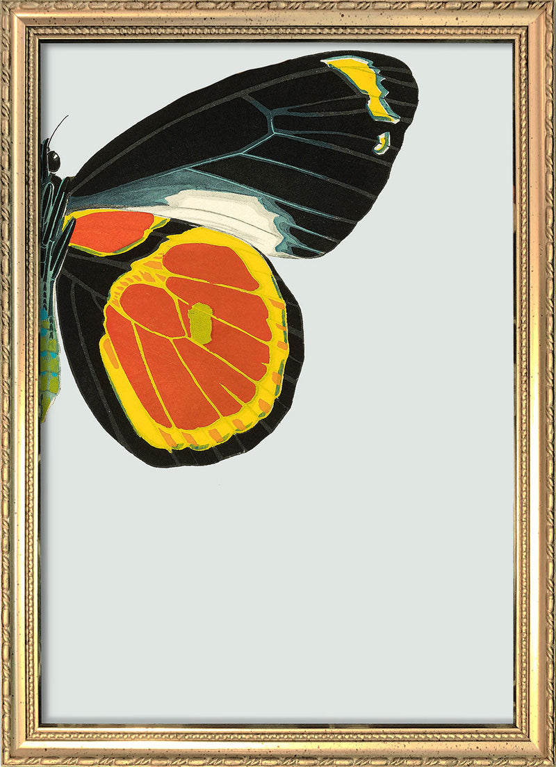Black and Yellow Butterfly Right. Mini Print