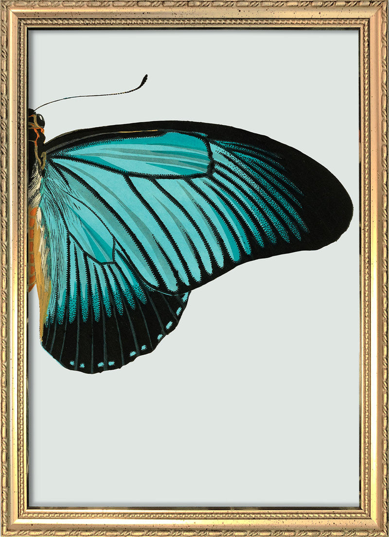 Blue Butterfly Right. Mini Print