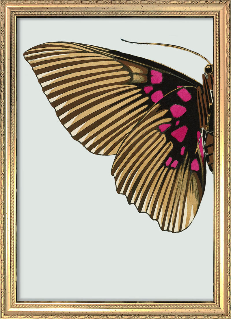 Gold and Fuchsia Butterfly Left. Mini Print