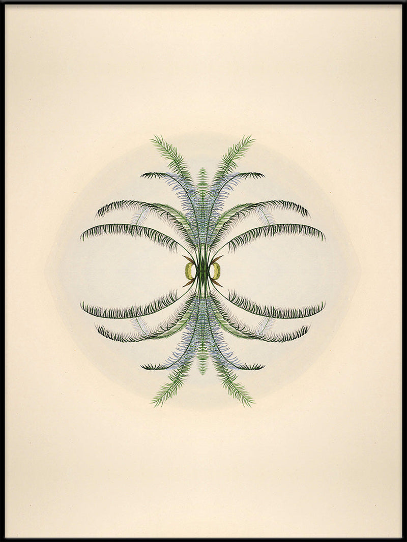 Botanical Reflection Limited Edition Print