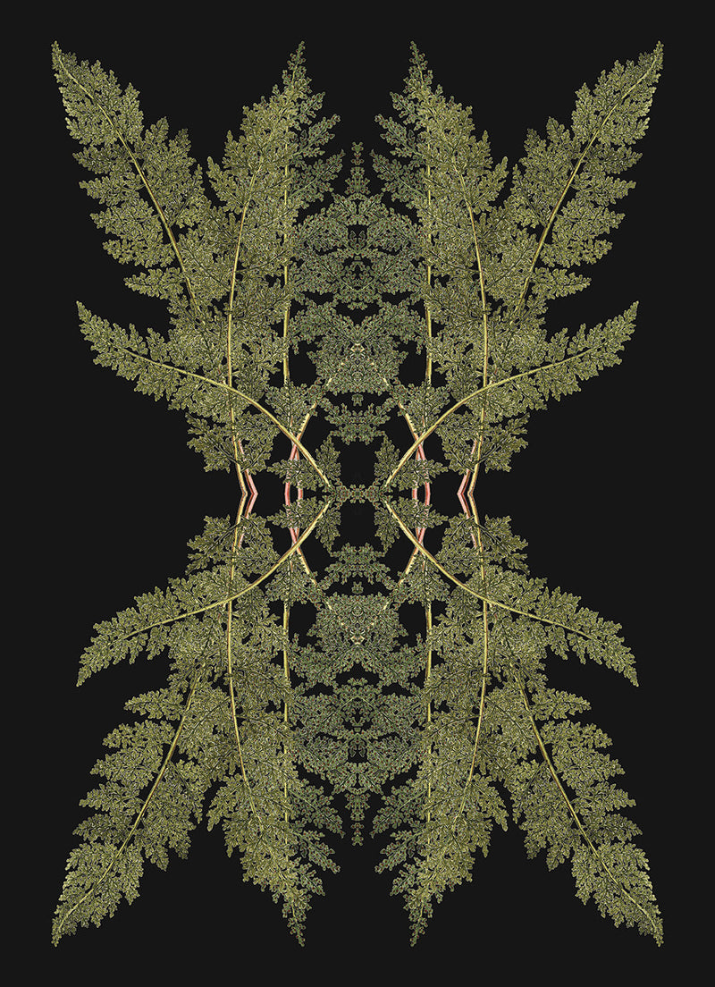 Botanical Reflection Limited Edition Print