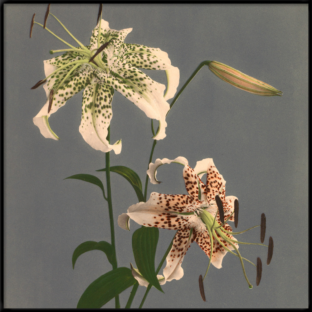 Lilium Speciosum – The Dybdahl Co.
