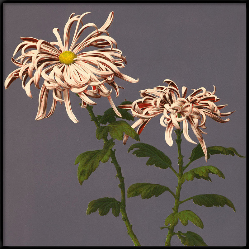 Chrysanthemum of Chrysant.