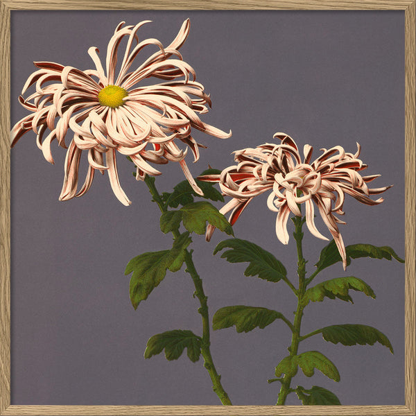 Chrysanthemum of Chrysant.