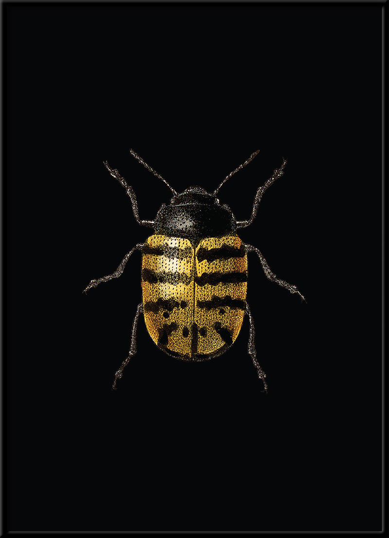 Golden Beetle (black)