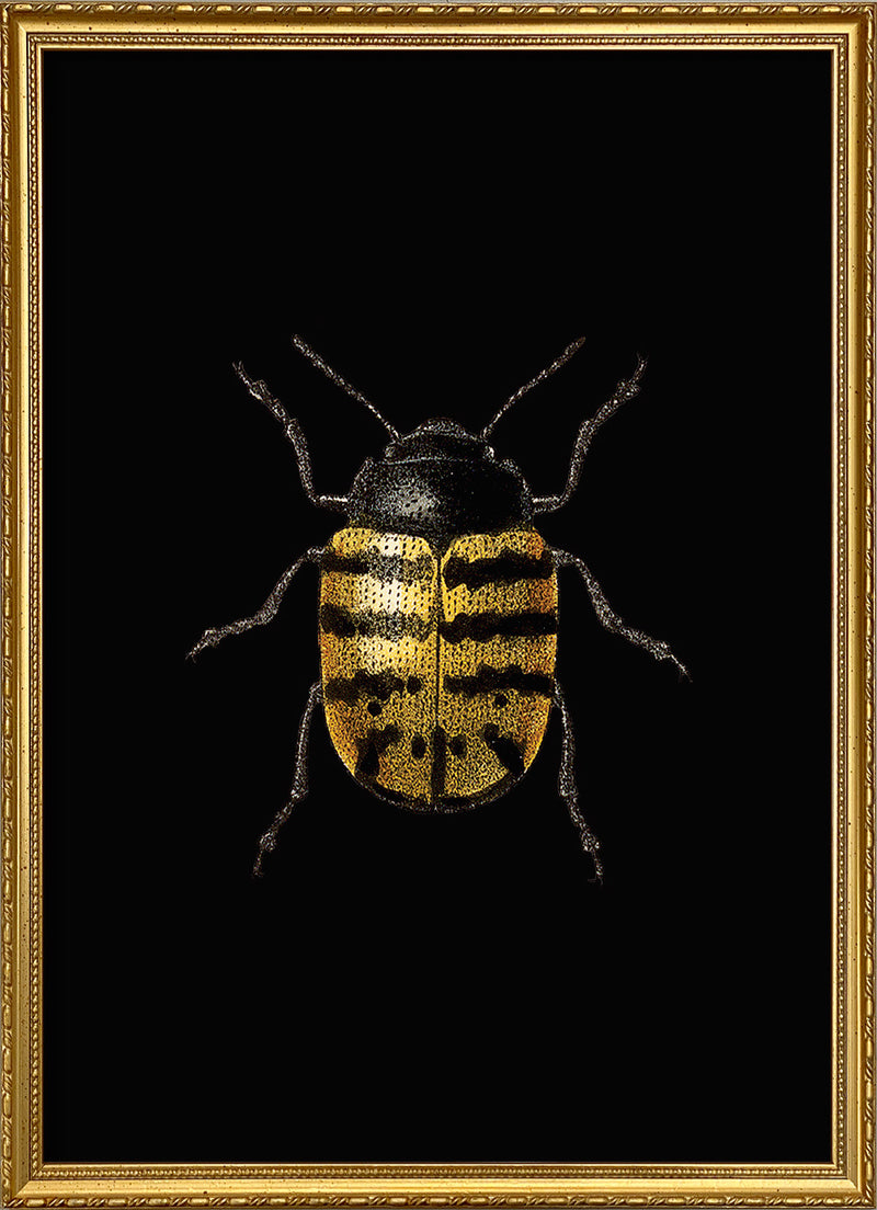 Golden Beetle (black)