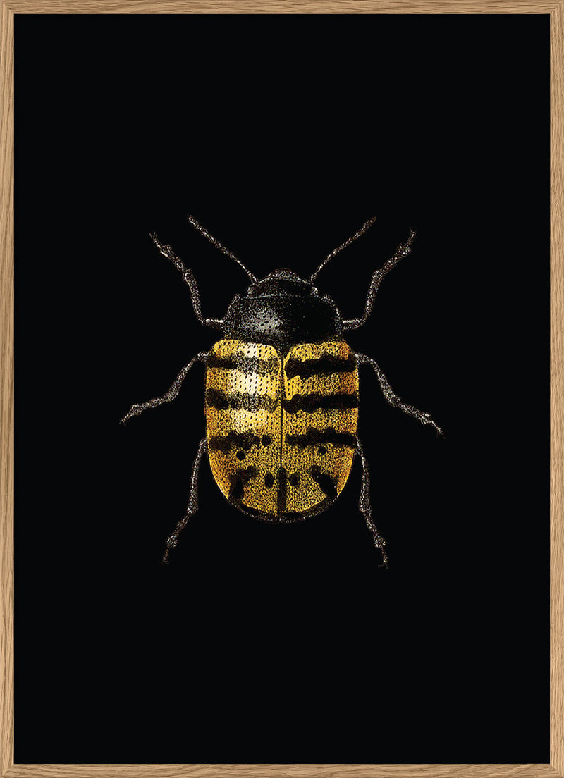 Golden Beetle (black)