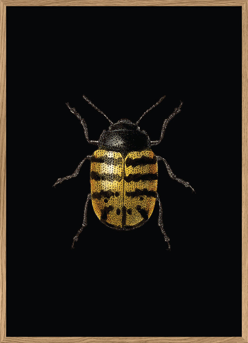 Golden Beetle (black)