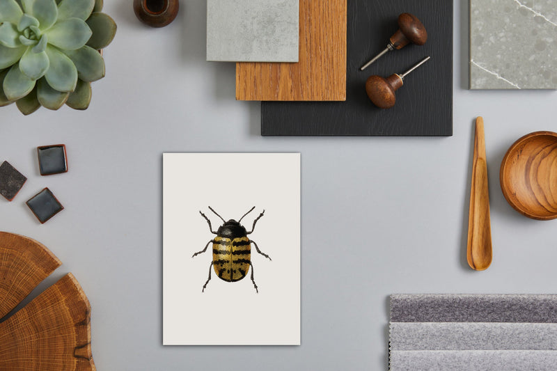 Golden Beetle (white)