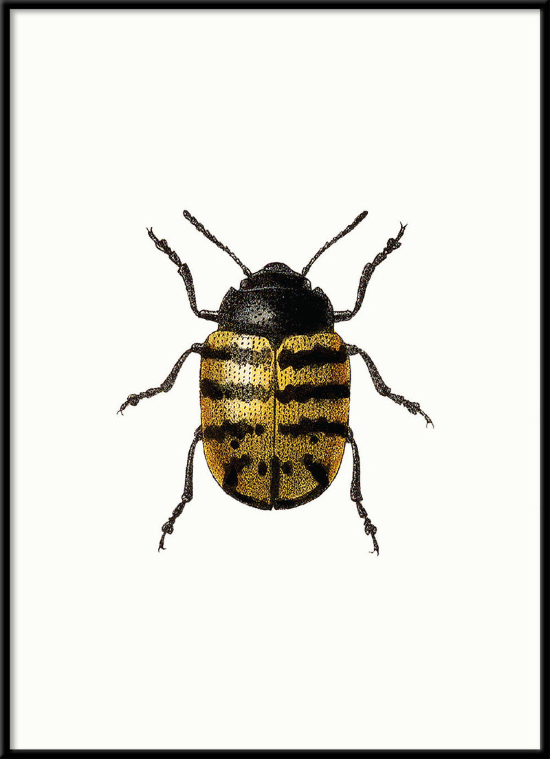 Golden Beetle (white)