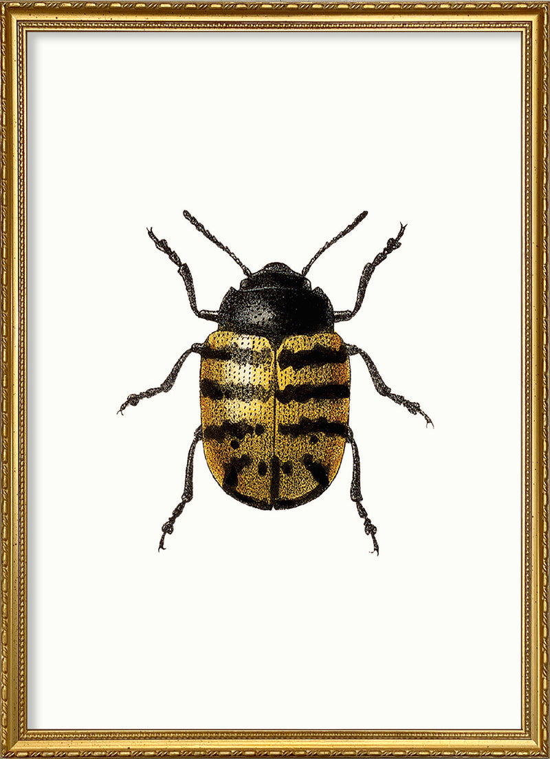 Golden Beetle (white)