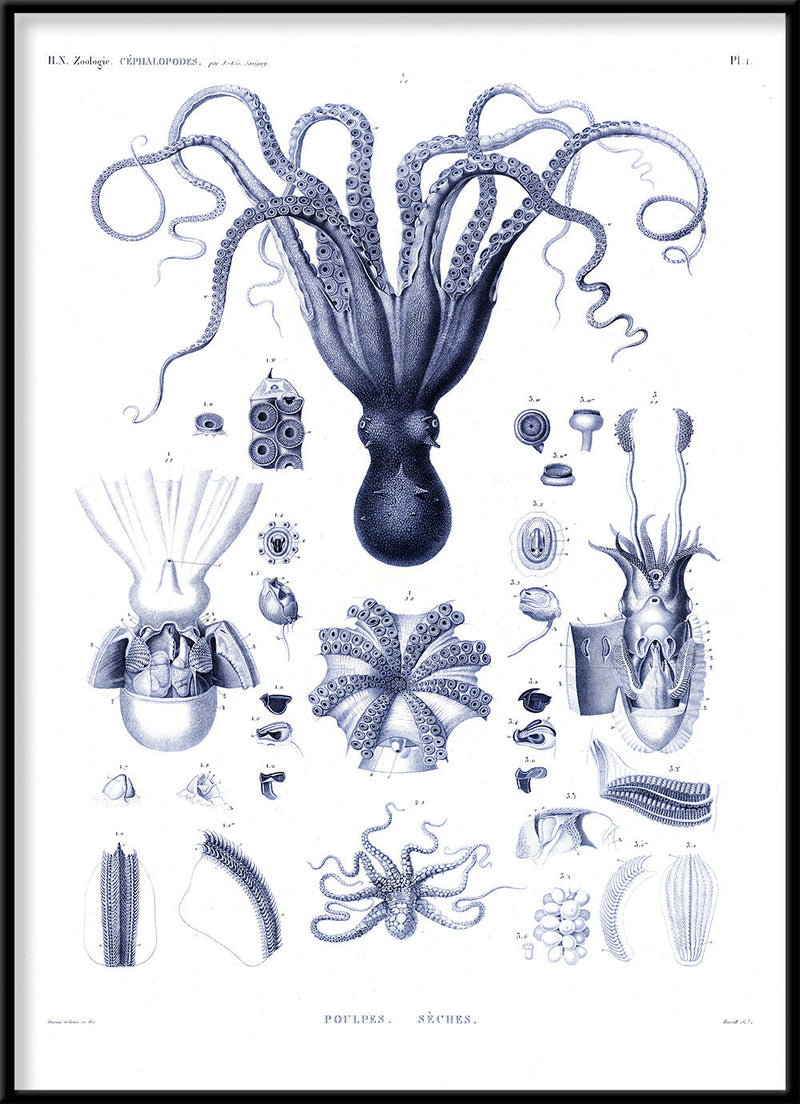 Octopuses and Cuttlefish