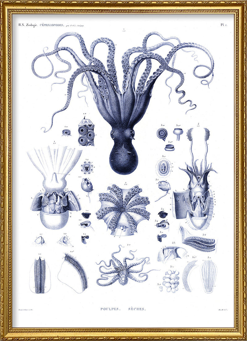 Octopuses and Cuttlefish