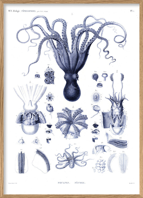 Octopuses and Cuttlefish