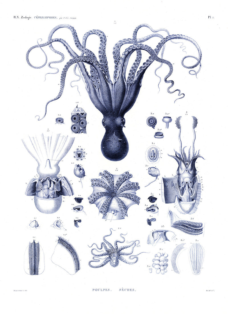 Octopuses and Cuttlefish