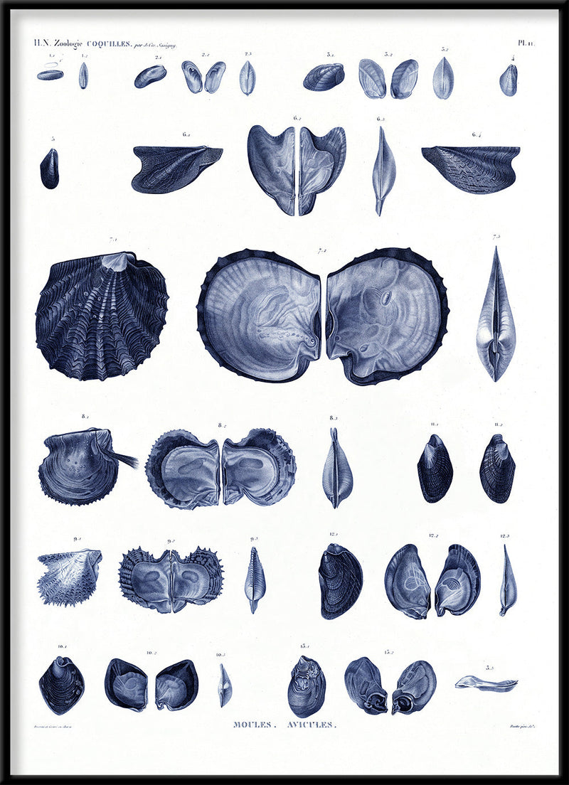 Mussels and Clams