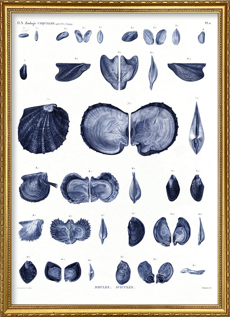 Mussels and Clams