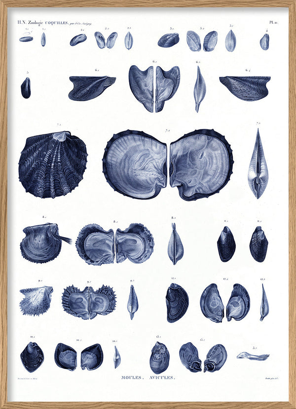 Mussels and Clams