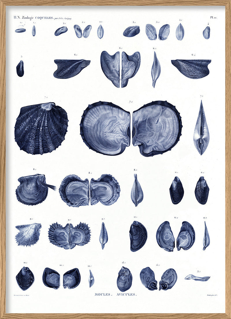 Mussels and Clams