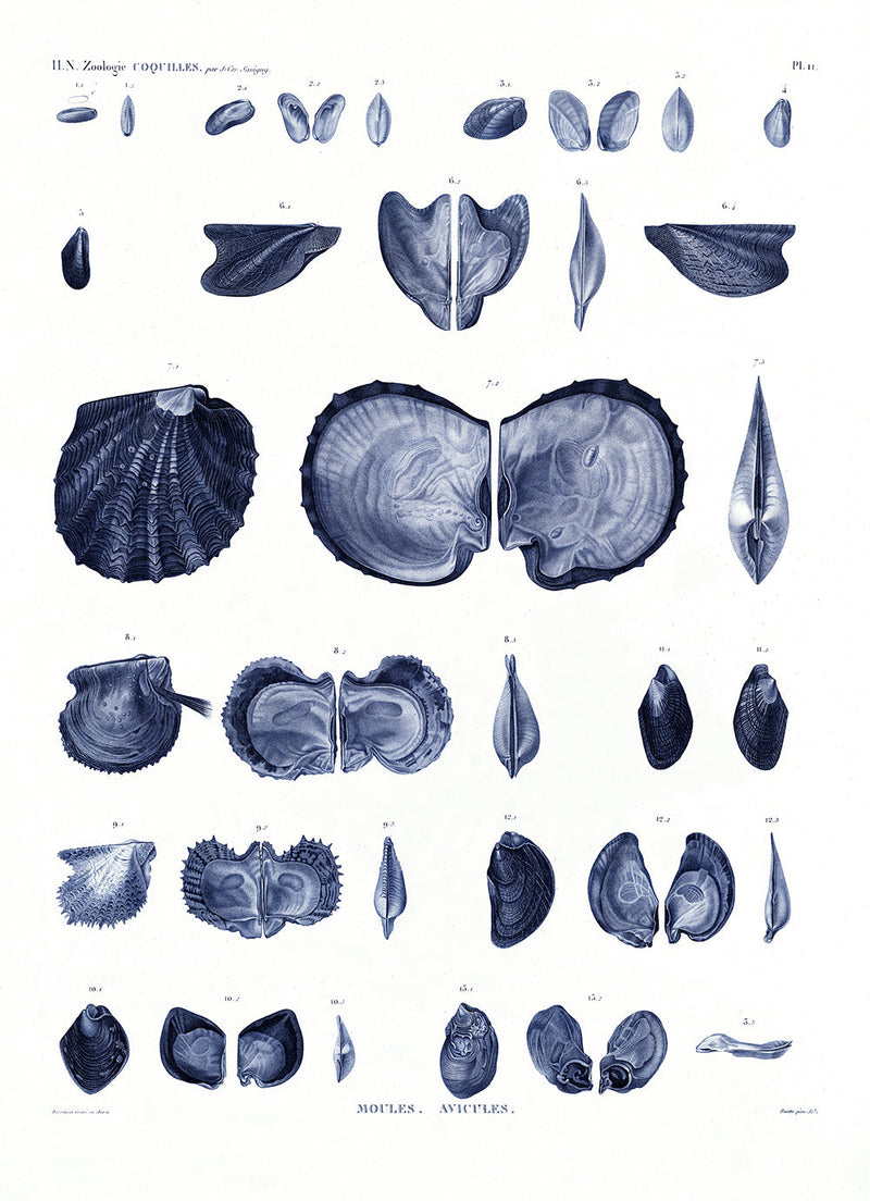 Mussels and Clams