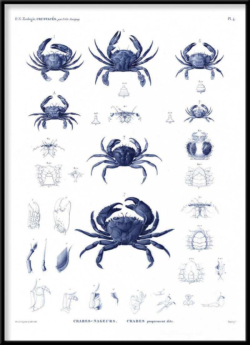 Crabs