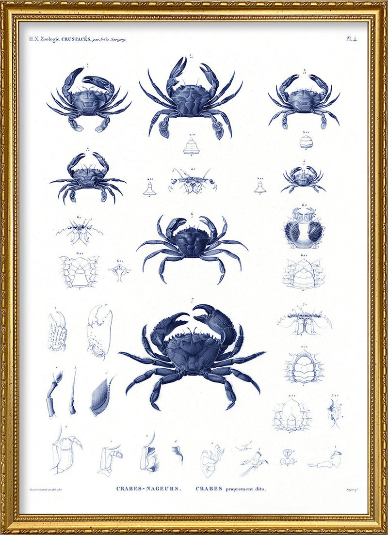 Crabs