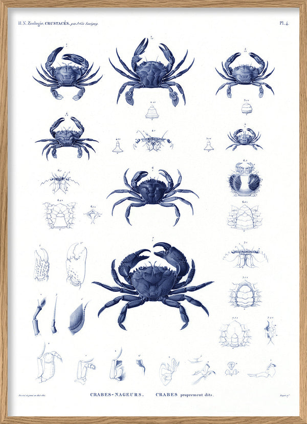 Crabs