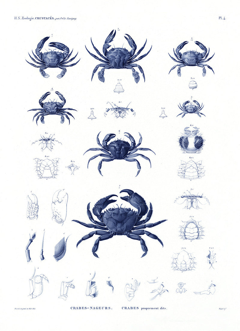 Crabs
