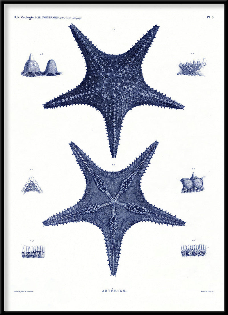Sea Stars