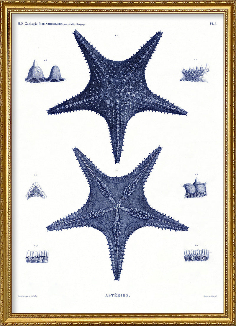 Sea Stars