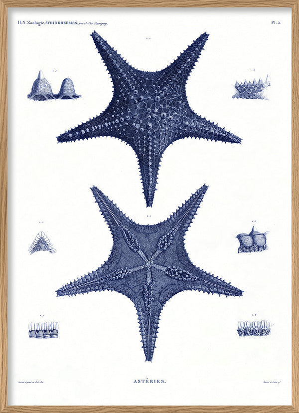 Sea Stars