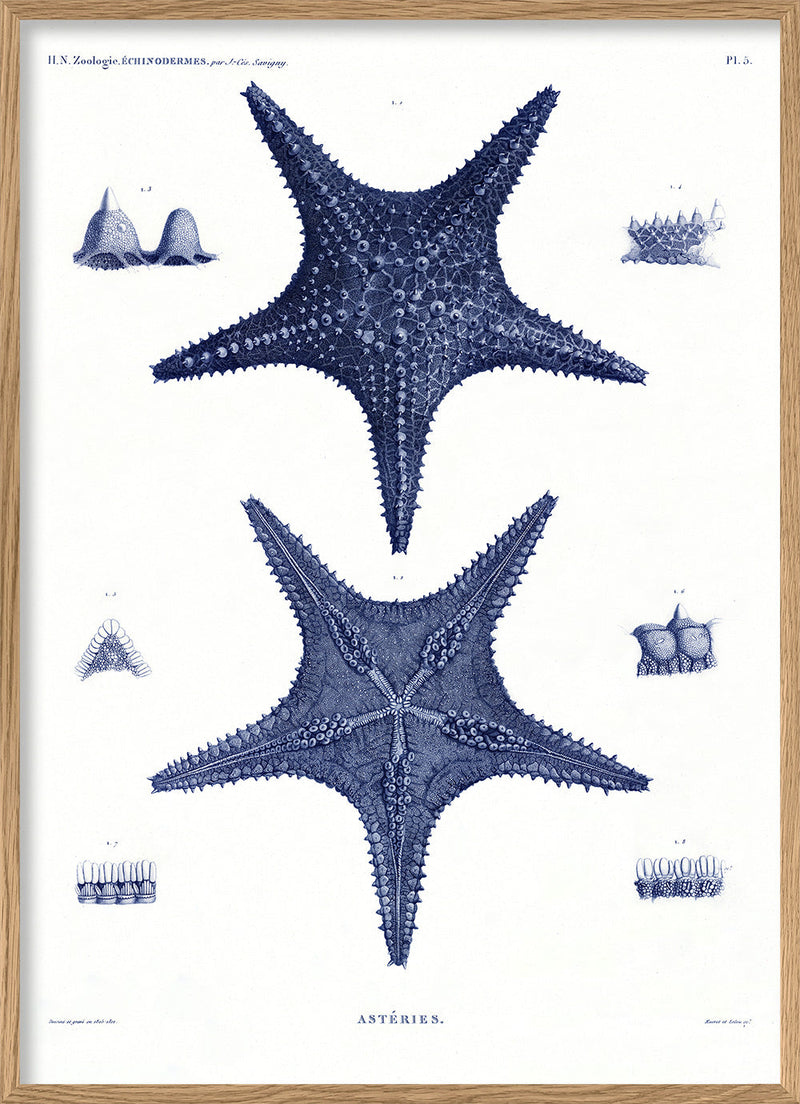 Sea Stars