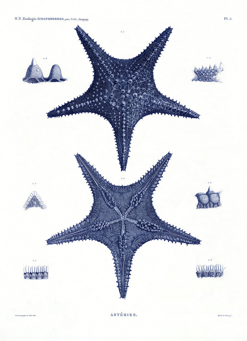 Sea Stars