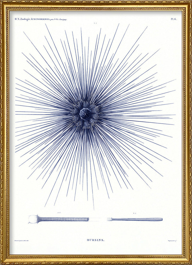 Sea Urchin I.