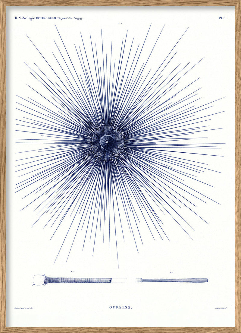 Sea Urchin I.
