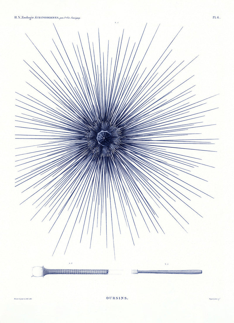 Sea Urchin I.