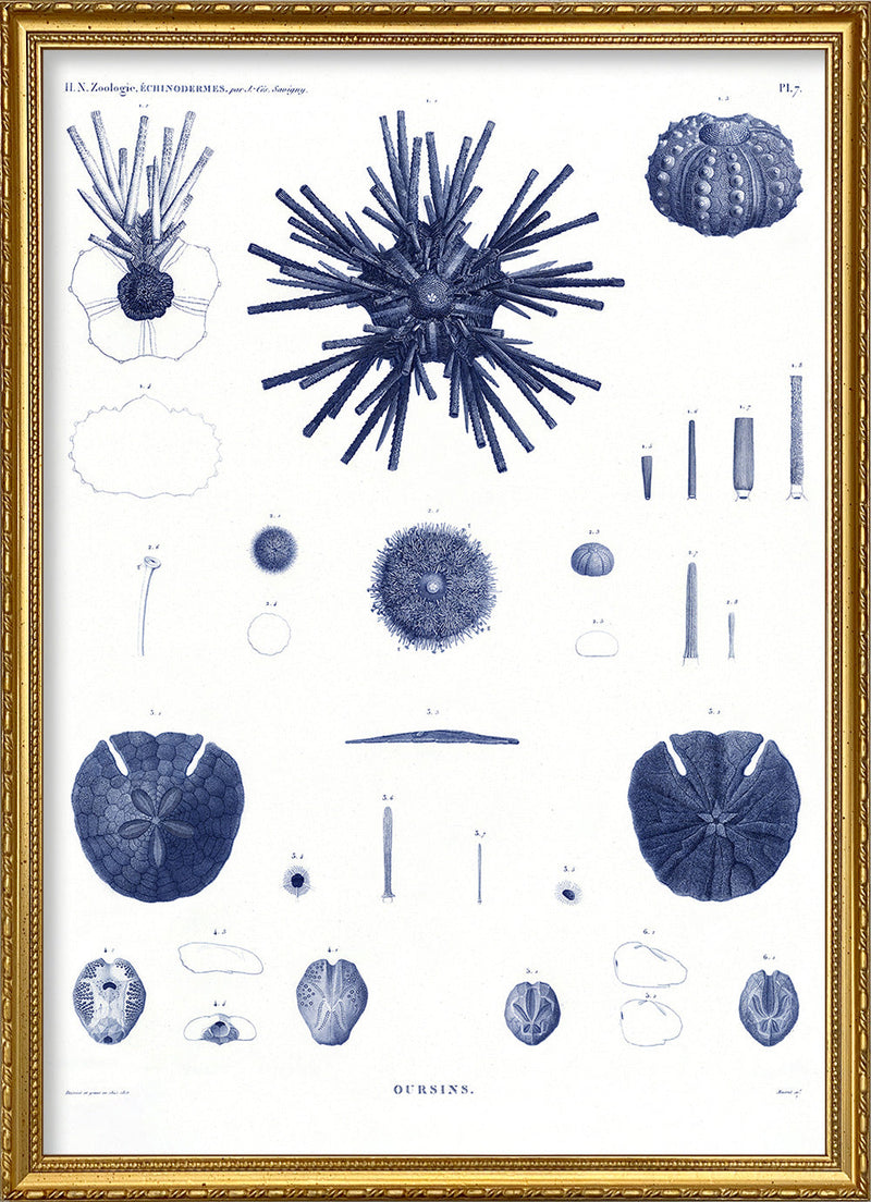 Sea Urchin II.