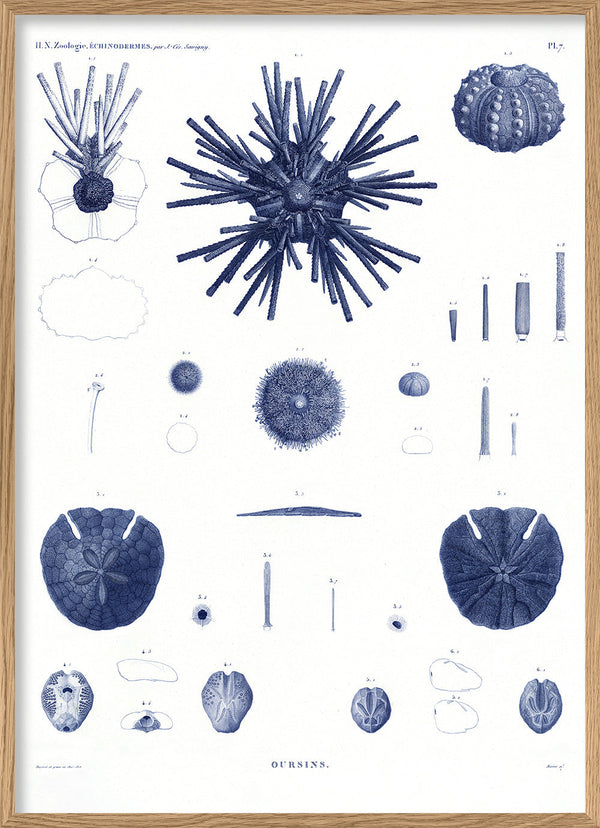 Sea Urchin II.