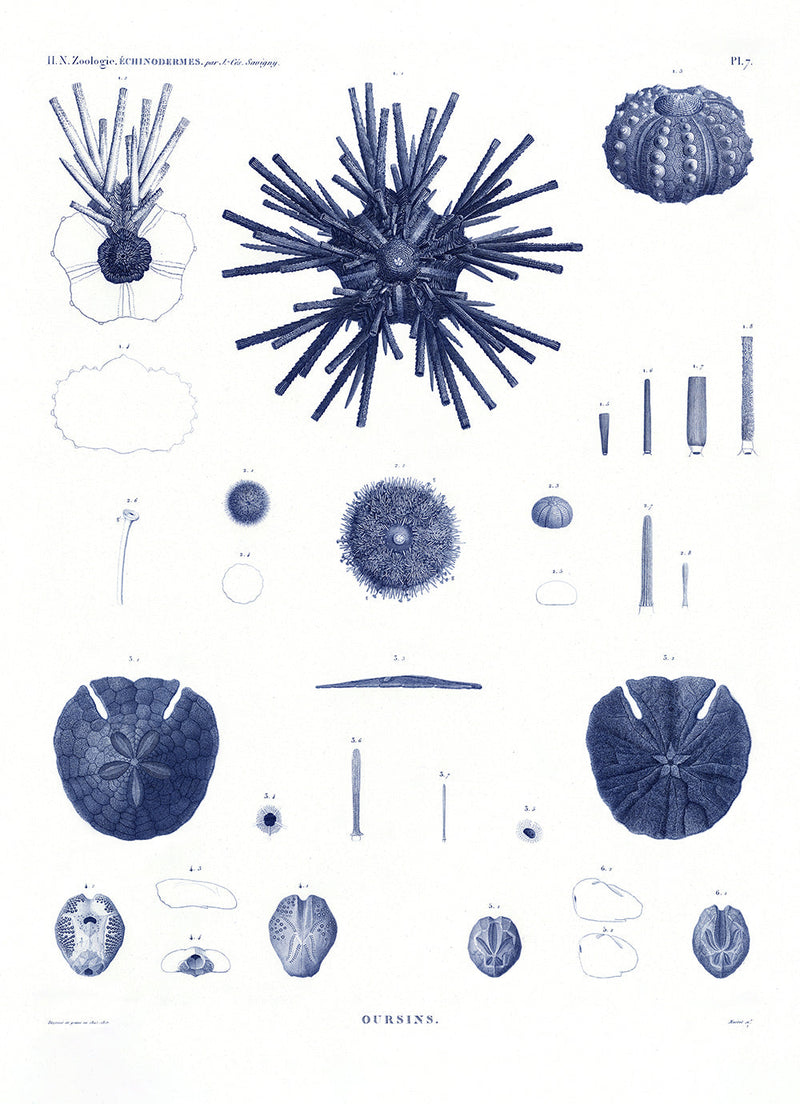 Sea Urchin II.