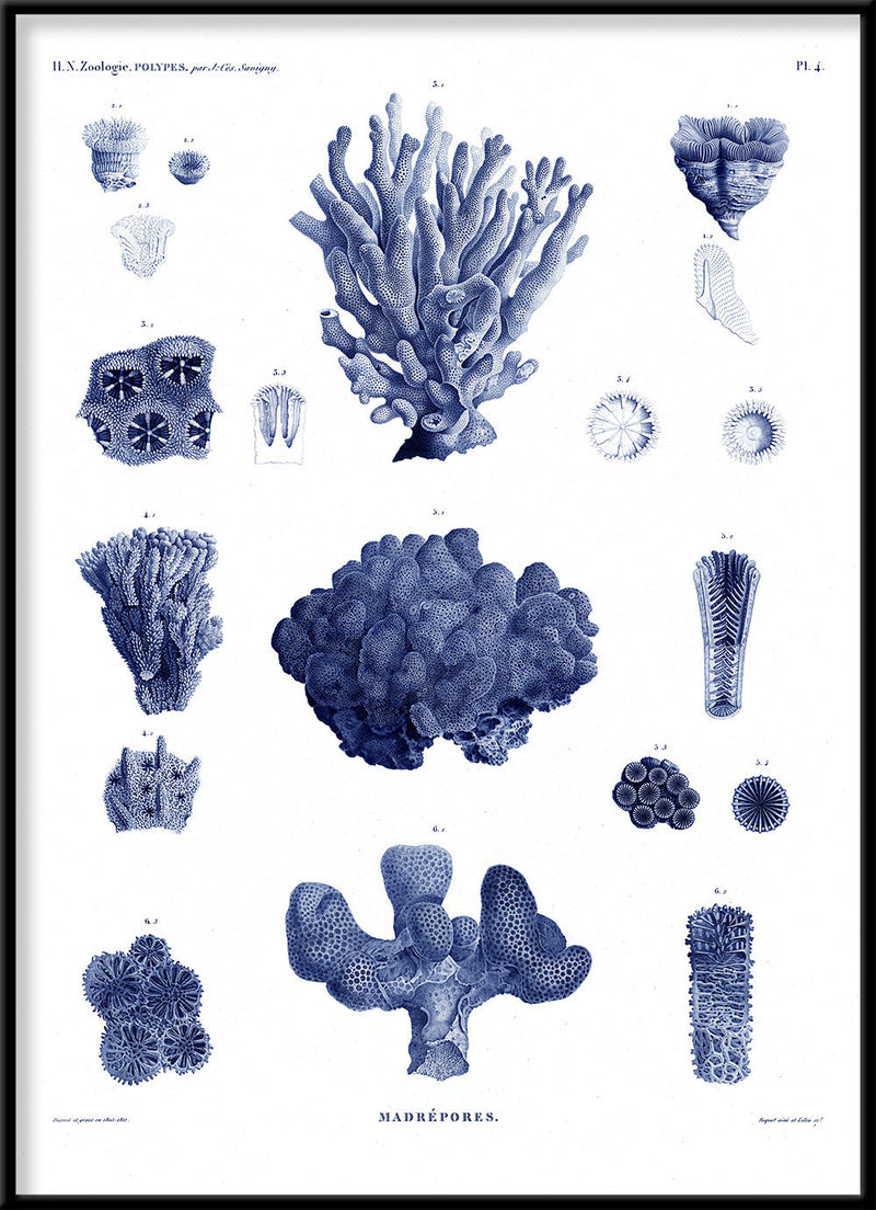 Stony Corals