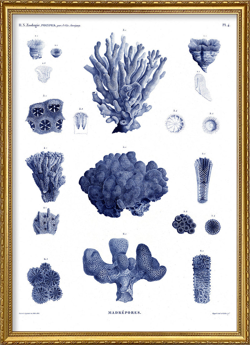 Stony Corals