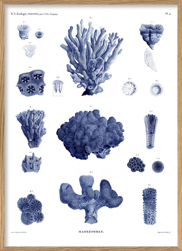 Stony Corals