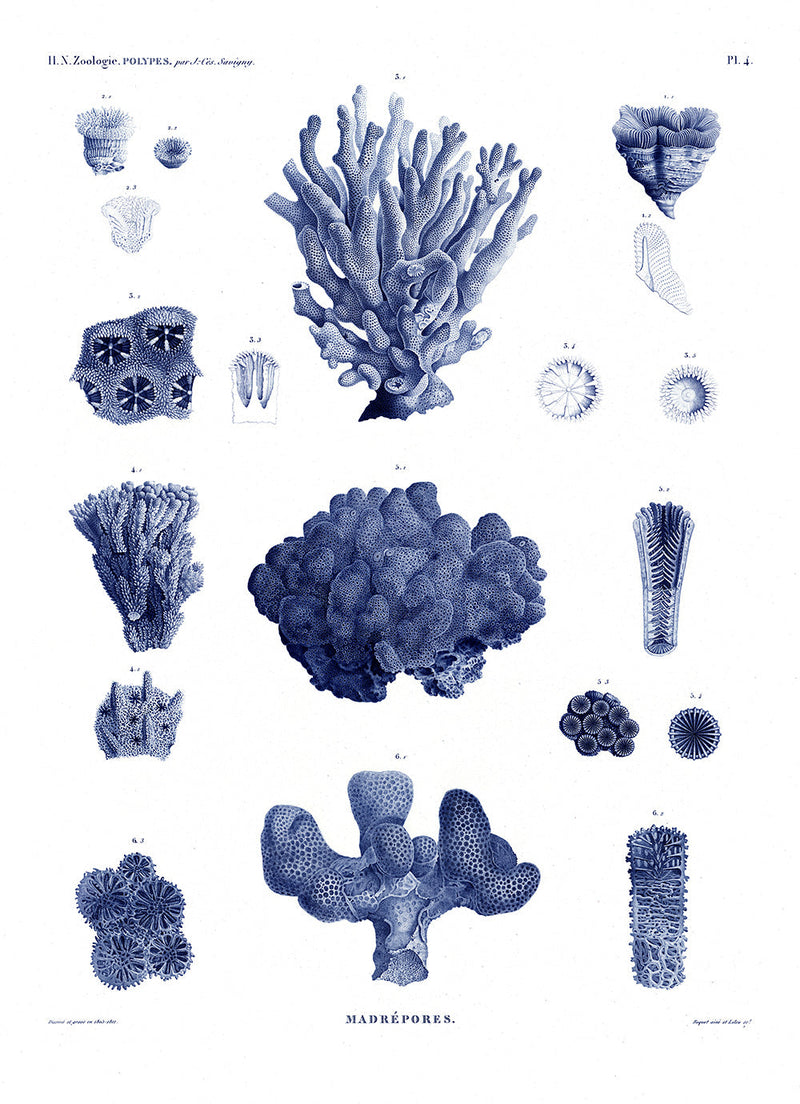 Stony Corals