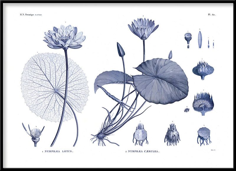 White and blue Water Lilies